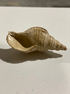 Conch Shell Decor