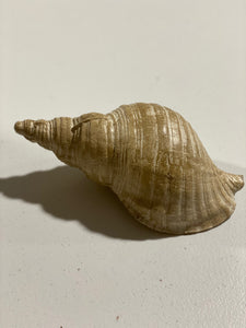 Conch Shell Decor