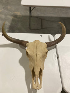 Longhorn Skull Wall Decor